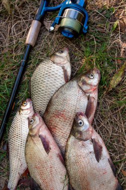 Ortak çipura balık, crucian balık veya Carassius, roach yığını 