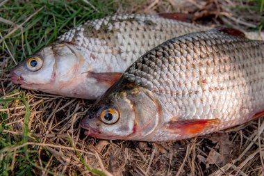 Yeşil çimenlerin üzerinde birkaç ortak roach balık. Tatlı su fi yakalamak