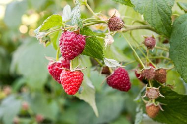 Olgun ve olgunlaşmamış ahududu meyve bahçesinde, yakın çekim. G