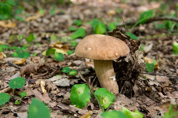 牛肝菌蘑菇生长在森林的地面上在秋天的季节 — 图库照片