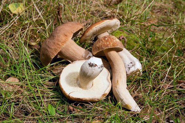 Groep van porcini paddestoelen (Boletus edulis, cep, penny broodje, porc — Stockfoto