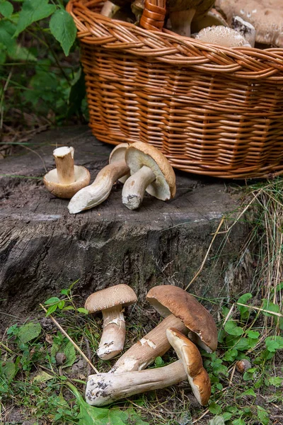 Grupper av Karljohanssvamp (Boletus edulis, cep, penny bulle, por — Stockfoto