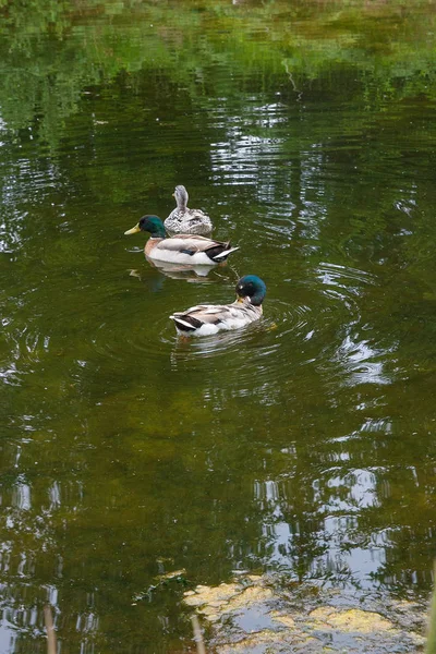 Two Male Mallard Ducks and Female Mallard Duck floating on a pon