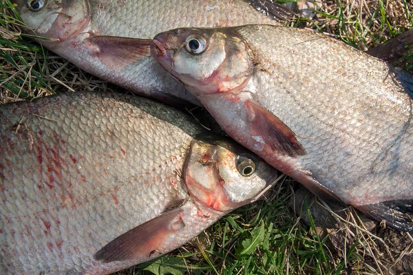 Diversi pesci orata comune su erba verde. Cattura di acqua dolce fi — Foto Stock