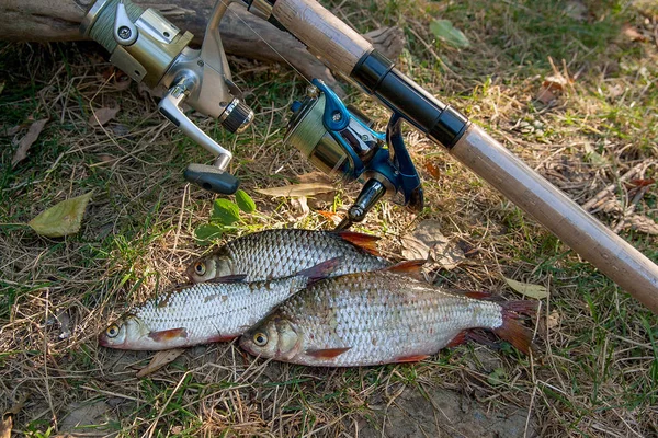 緑の芝生にいくつかの一般的なゴキブリ魚。当ホテルは淡水をキャッチ — ストック写真