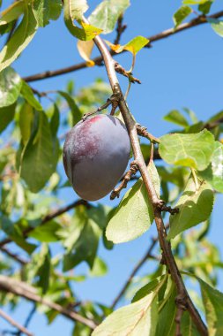 Erik ağacı Şubesi sunse tarihinde olgunlaşmış sulu meyve ile yakın çekim