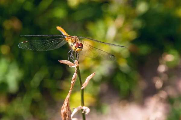 Libellule sur un fond d'herbe verte assis sur une branche — Photo