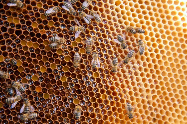 甘い蜂蜜とハニカム上の作業蜂のクローズアップビュー — ストック写真