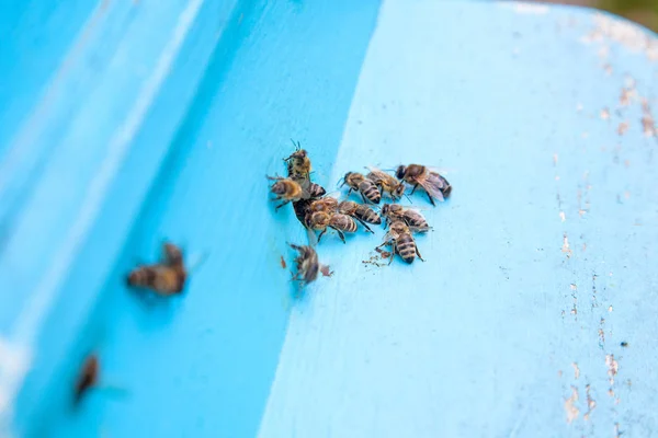 ROI pszczoły przy wjeździe do światła niebieski Ula w pasieki — Zdjęcie stockowe