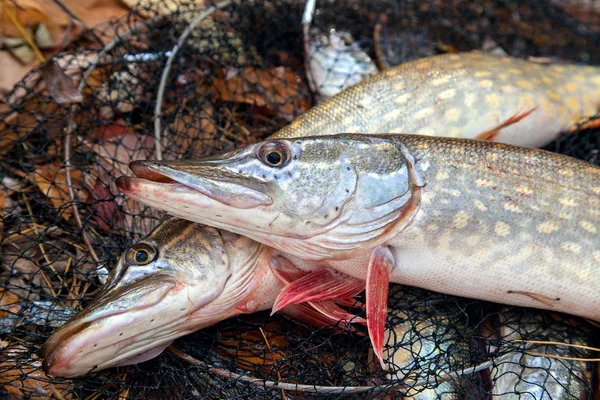 Freshwater pike fish. Two freshwater pike fish lies on landing n