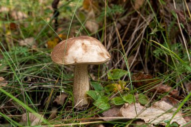 Ormanda büyüyen kahverengi kap çörek görünümünü kapat.