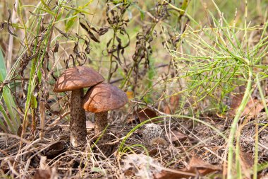 Ormanda büyüyen iki kahverengi kap çörek görünümünü kapat.