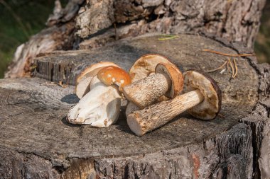 Kahverengi kap çörek mantar (Boletus badius) ve porcini grup