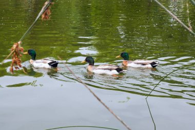 Yaz saati, bir su birikintisi üzerinde yüzen yeşilbaş ördekler grup.