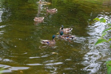 Yaz saati, bir su birikintisi üzerinde yüzen yeşilbaş ördekler grup.
