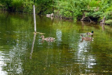 Yaz saati, bir su birikintisi üzerinde yüzen yeşilbaş ördekler grup.