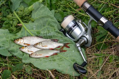 Doğal zemin üzerine birkaç ortak rudd balık. Freshwa yakalamak