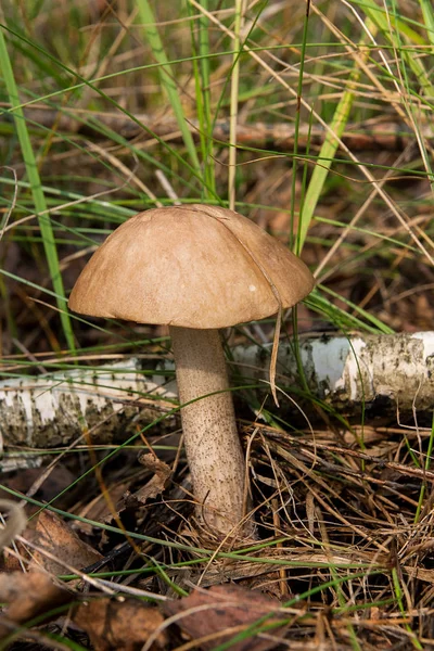 Close up view of brown cap boletus growing in forest. — Stock Photo, Image