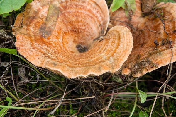 Forest mushrooms Saffron Milk Cap growing in a green moss.