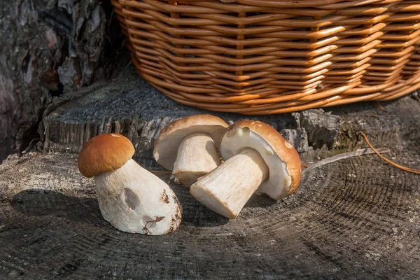 수확된 porcini 버섯의 그룹 (Boletus 새싹, porcino 또는 — 스톡 사진