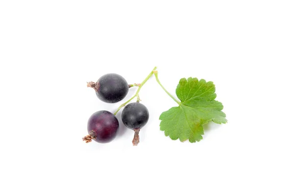 Baies de cassis isolées sur blanc. Un bouquet de cassis . — Photo