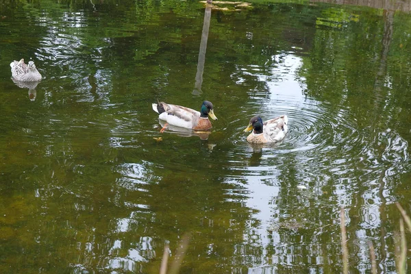 Two Male Mallard Ducks and Female Mallard Duck floating on a pon — Stock Photo, Image