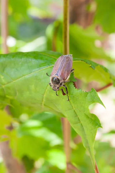 欧州の甲虫害虫 - また知られている共通の cockchafer (Melolontha) — ストック写真