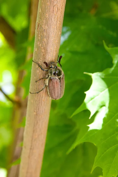 유럽 벌레 해충-일반적인 cockchafer (Melolontha) 라고도 — 스톡 사진