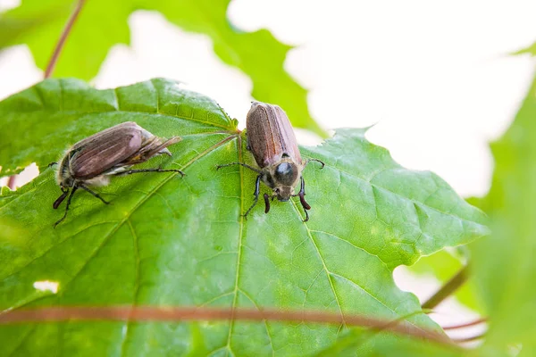 欧州の甲虫害虫 - また知られている共通の cockchafer (Melolontha) — ストック写真