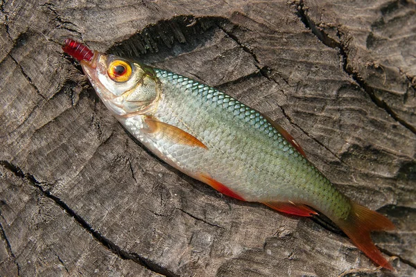 Enda gemensamma rudd fisk på naturliga bakgrund. — Stockfoto