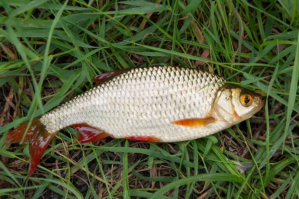 Un solo pez rubio común en la hierba verde . —  Fotos de Stock