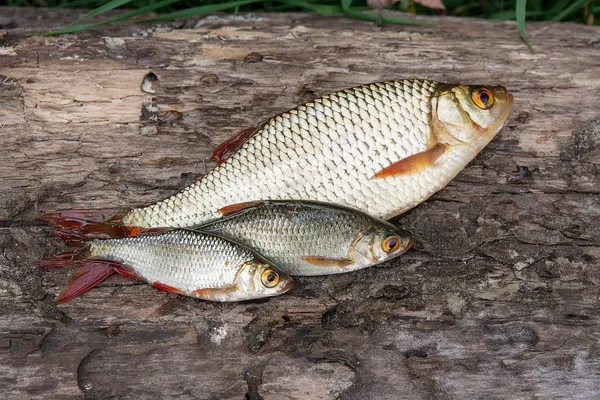 Several common rudd fish on natural background. — Stock Photo, Image