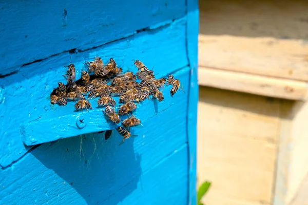 Swarming bees at the entrance of old beehive in apiary — Stock Photo, Image