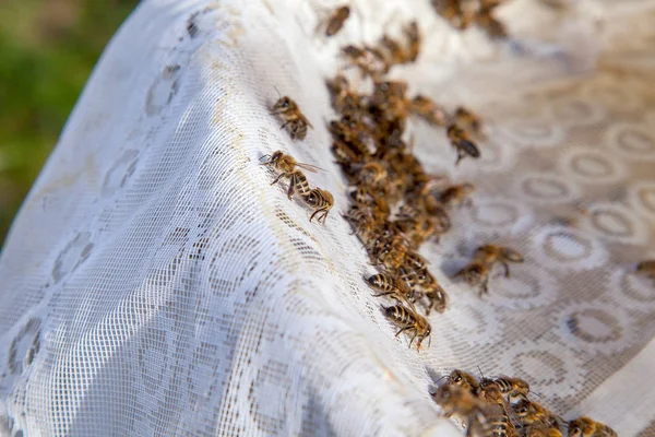 Abelhas bebem água no verão em fundo têxtil — Fotografia de Stock