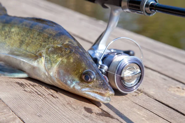 Zander d'eau douce et de l'équipement de pêche se trouve sur le fond en bois — Photo