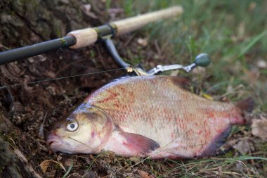 Büyük tatlı su ortak çipura ve olta ile reel Doğal Tarih