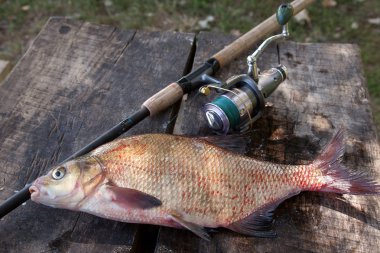 Büyük tatlı su ortak çipura ve olta ile reel vintage üzerinde