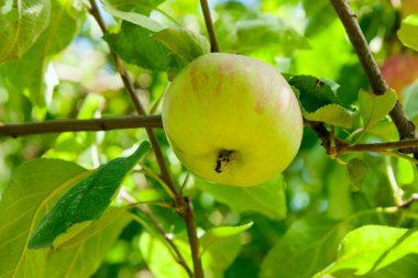 Bir elma ağacı dalında asılı parlak lezzetli elma veya