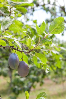 Erik ağacı Şubesi sunse tarihinde olgunlaşmış sulu meyve ile yakın çekim