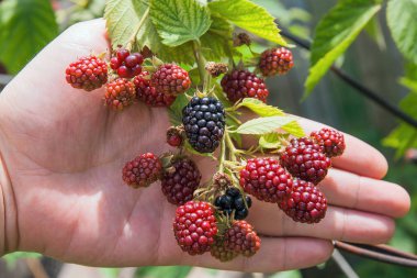 Blackberry bir demet görünümü yandan kapatın. Ve olgunlaşma 