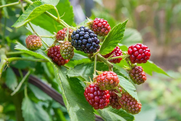 Vista de cerca de un montón de moras. Maduración del negro — Foto de Stock