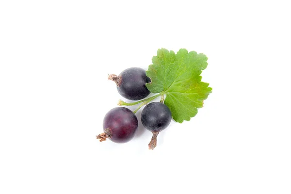 Schwarze Johannisbeere isoliert auf weiß. ein Bund schwarzer Johannisbeeren. — Stockfoto