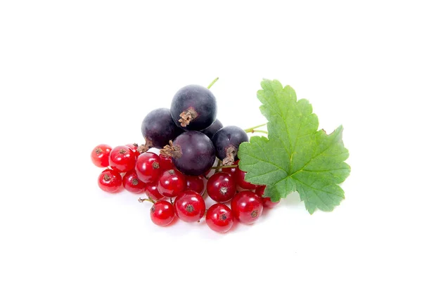 Bacca di ribes nero e rosso isolata su bianco. Un mucchio di nero — Foto Stock