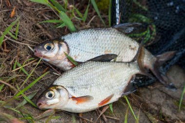İki tatlı su balık çipura veya siyah Fishing Gümüş Balık beyaz 
