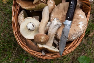 Porcini mantar (Boletus mantarı, cep, penny topuz, porcino veya ki