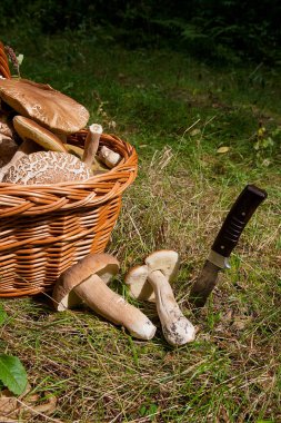 Birkaç porcini mantar (Boletus mantarı, cep, penny çörek, porci