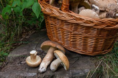 Birkaç porcini mantar (Boletus mantarı, cep, penny çörek, porci