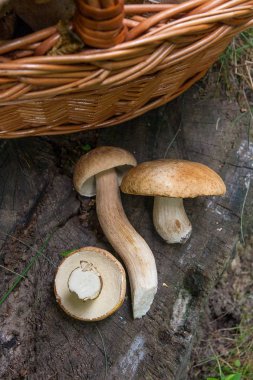 Birkaç porcini mantar (Boletus mantarı, cep, penny çörek, porci