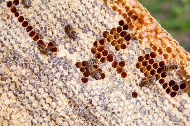 Tatlı bal ile petek üzerinde arı çalışma
