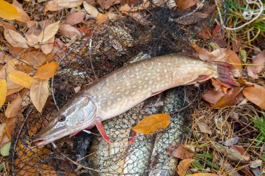 Tatlı su pike balık. Tatlı su pike balık açılış net w üzerinde yatıyor